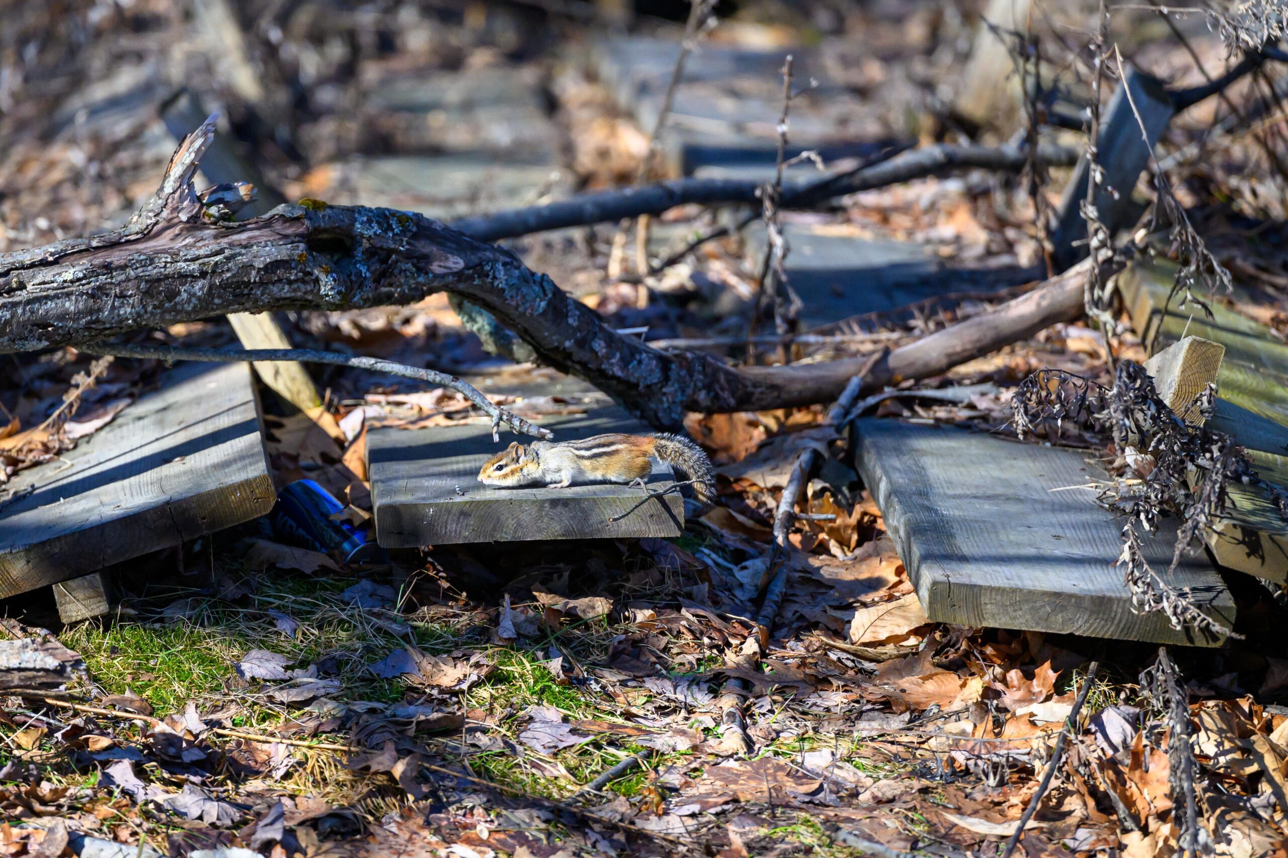 Chipmunk resting on weathered wood amid fallen branches and leaf litter on a forest floor