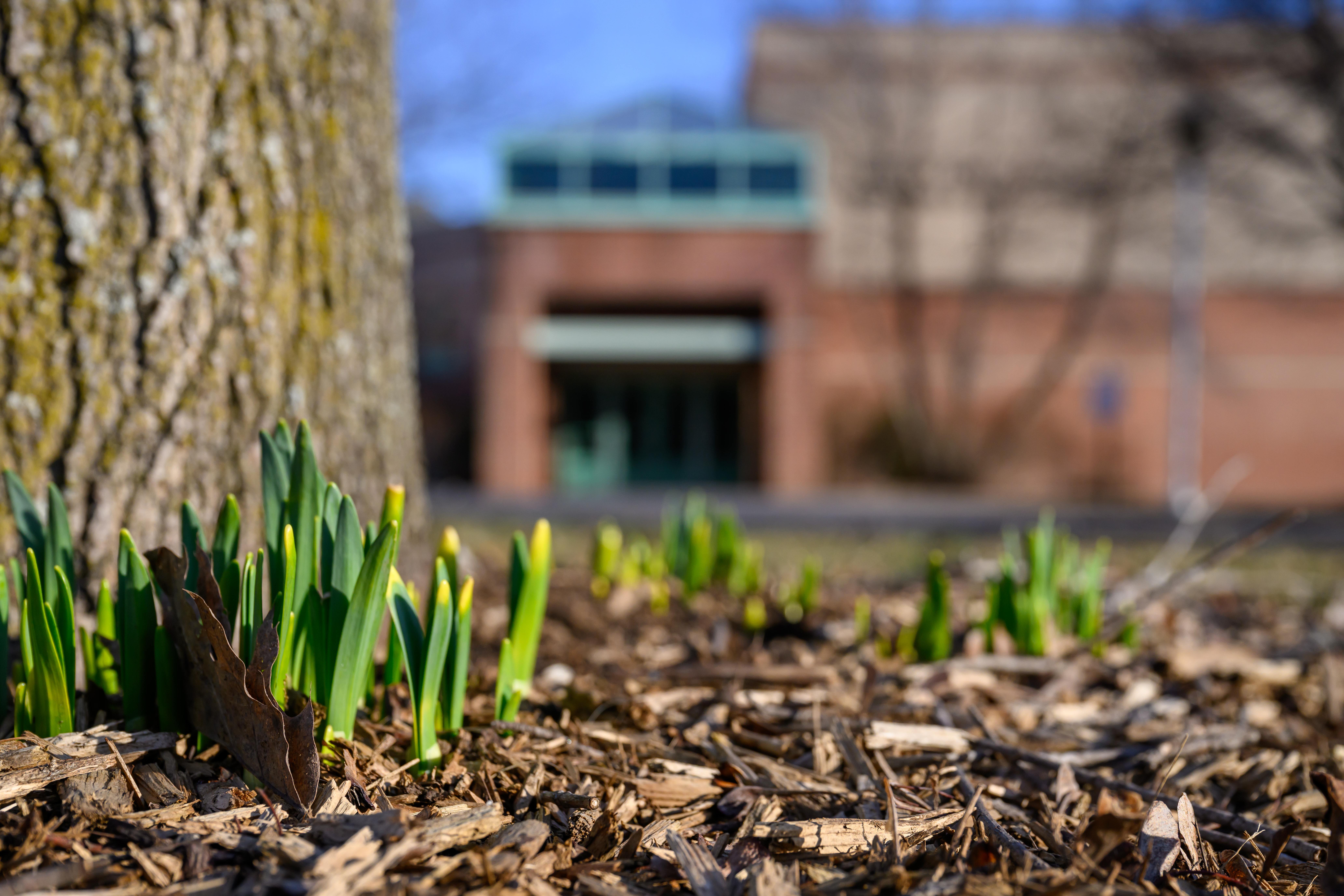 Daffodil shoots emerging from mulch at the base of a tree trunk, with a Clarkson University building blurred in the background