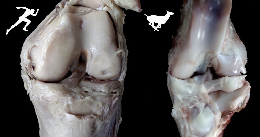A picture of a human knee vs and horses knee.