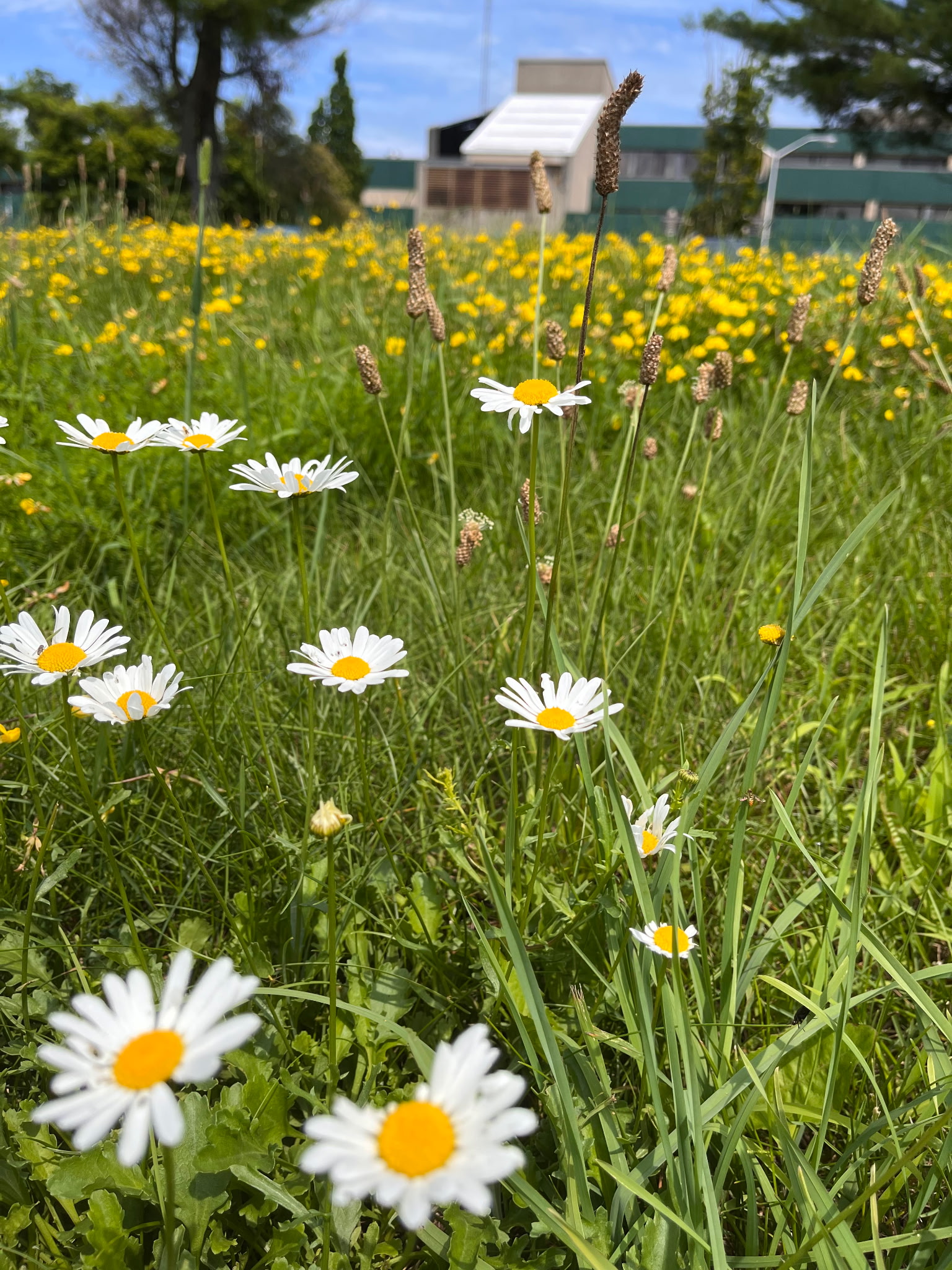 Pollinator Meadows