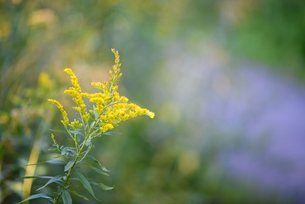 Goldenrod plant going to seed